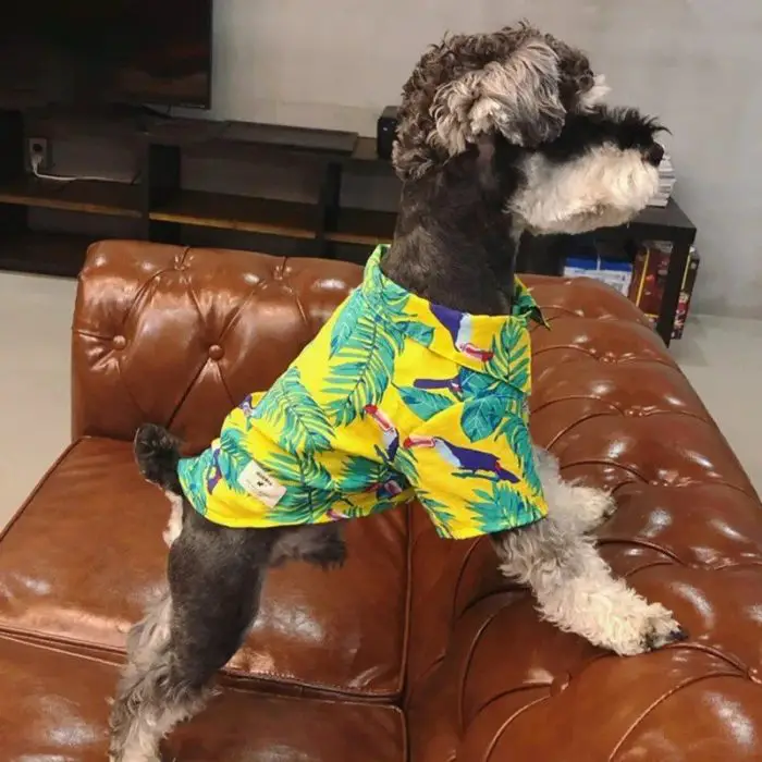 A small dog wearing a yellow floral 10824-c5c3db.jpg stands on the armrest of a brown leather couch.