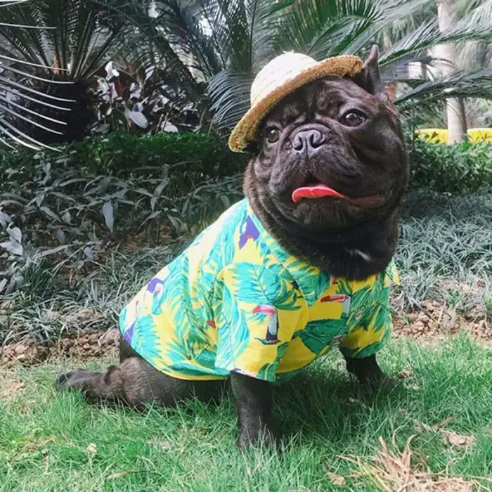 A black French Bulldog wearing 10824-fd23d7.jpg and a small straw hat is sitting on grass with lush plants in the background.