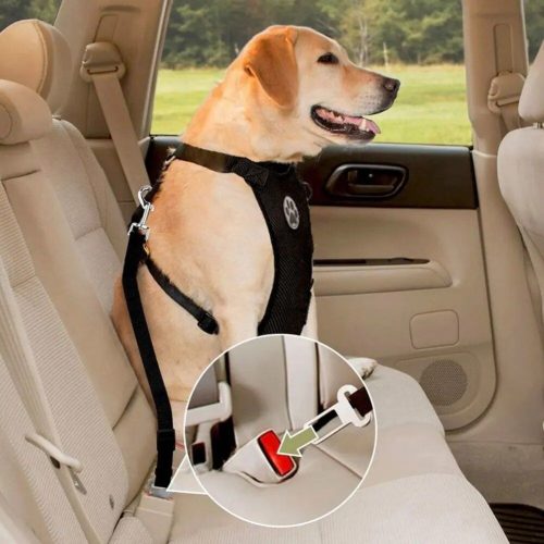 A dog wearing an 10998-774e50.jpg is secured to the backseat of a car with a safety belt, illustrated in a zoomed-in inset showing the mechanism.