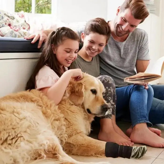 A man reads a book while sitting beside two children petting a lying golden retriever, who is cozily wearing 11539-8829db.jpg.