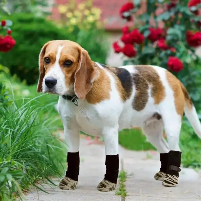 A beagle with a brown and white coat stands on a garden path, proudly showing off its stylish 11539-f01644.jpg. Red flowers and green foliage fill the background.