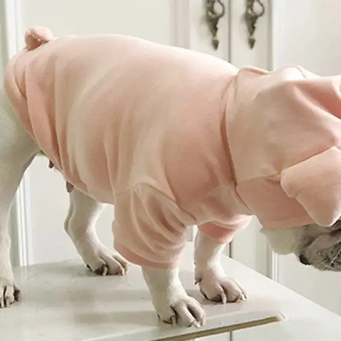 A small white dog, adorned in a pink pig head hoodie, stands on a white surface indoors in the scene from 11722-7d5124.jpg.