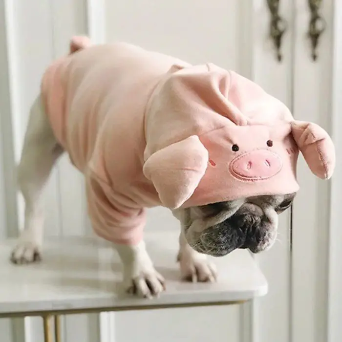 A small dog, wearing the 11722-f12a51.jpg pink pig head hoodie, stands on a white surface indoors.