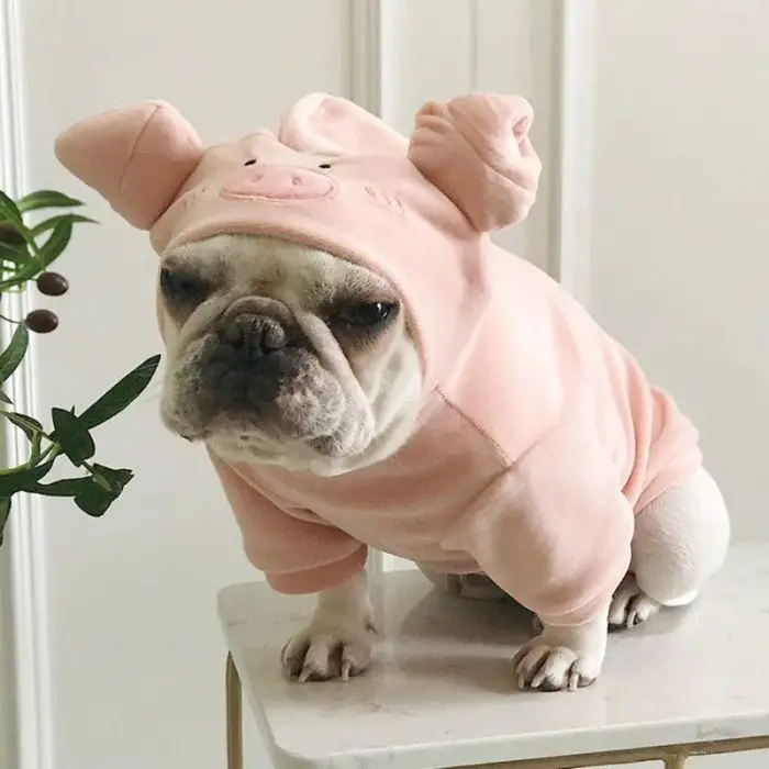 A bulldog wearing the 11722-fc17d0.jpg, a pink jumpsuit with a hood featuring pig ears and a pig face, sits on a surface indoors.