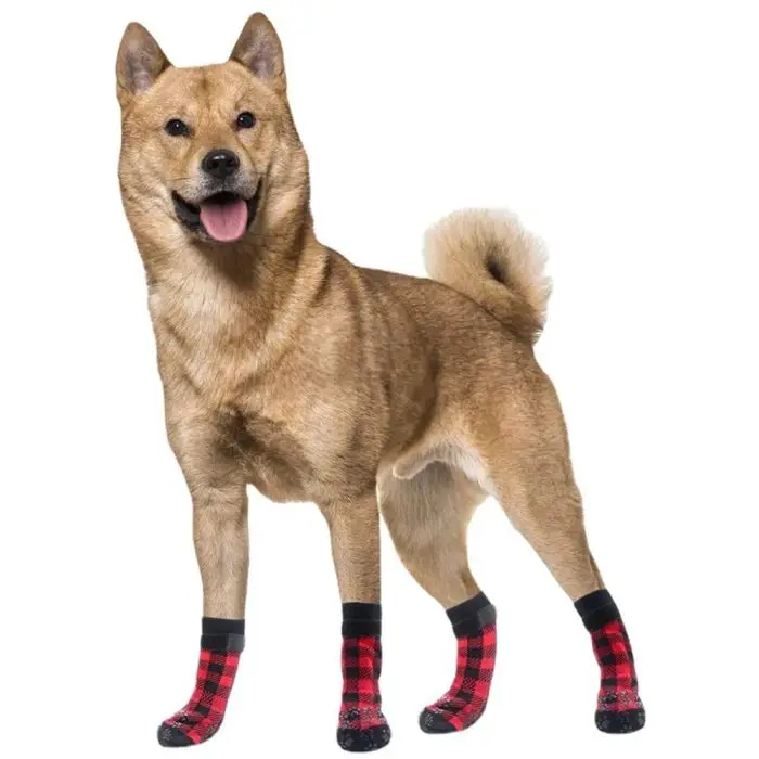 A brown pet dog is standing while wearing four red and black checkered socks from product 11723-7802e5.jpg. Its mouth is slightly open, and its tongue is visible.