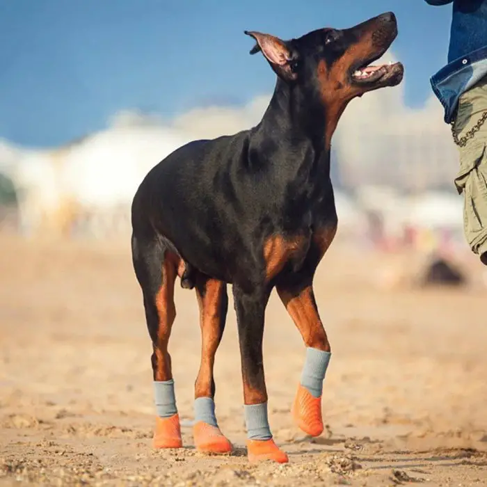 A Doberman stands on a sandy beach, wearing 11725-1dc4f6.jpg waterproof pet rain shoes in gray and orange, looking up toward an off-frame person. The background features a blurred view of buildings and the sky.