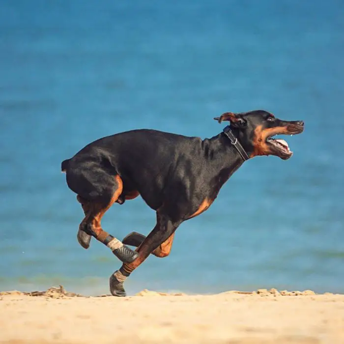 A black and brown dog with prosthetic hind legs, wearing the 11725-cb547f.jpg Waterproof Pet Rain Shoes, runs on a beach with the ocean in the background.