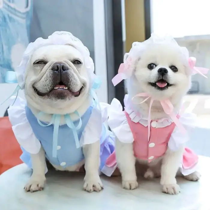 Two small dogs with white fur and happy expressions sit on a table, wearing matching costumes—bonnets and dresses, one blue and one pink. (Product: 11844-5b9a34.jpg)