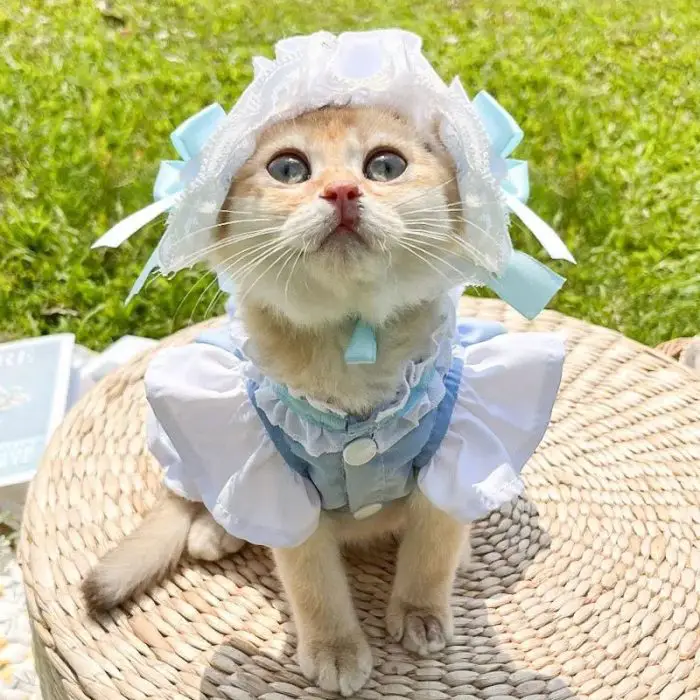 A kitten in a charming white and blue costume with a bonnet sits on a woven surface outdoors, as seen in product image 11844-9fe045.jpg.