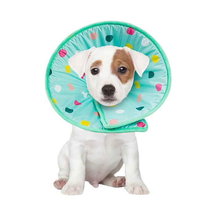 A small white dog with brown patches wears a turquoise pet collar cone decorated with colorful polka dots, as seen in the product 12315-724f1c.jpg.