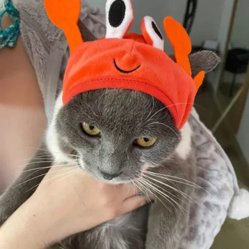 A person is holding a cat that has a neutral expression and is looking slightly downward, while wearing the 12319-547168.webp crab pet hat.