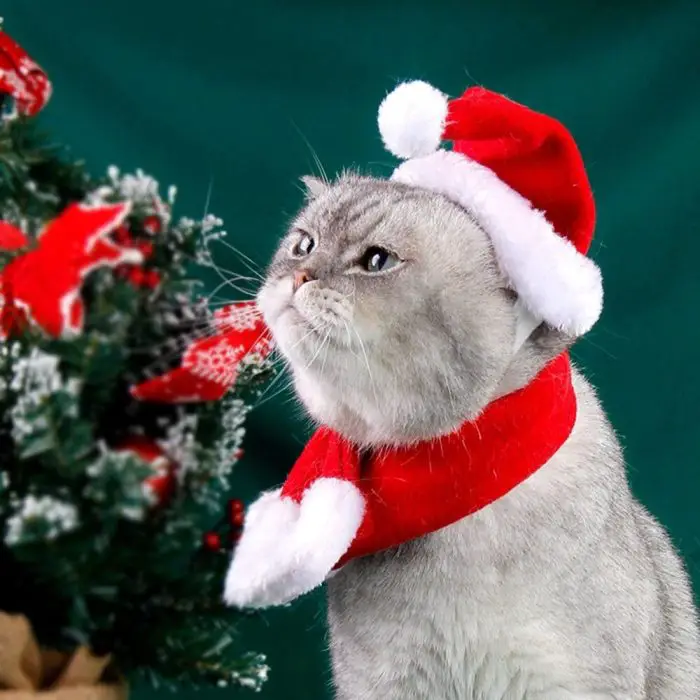 A gray cat, stylishly sporting a Santa Hat and red scarf, looks at a decorated Christmas tree in the image 12324-084b16.jpg.