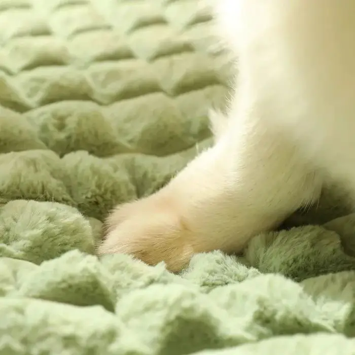 Close-up of a dog's paw resting on the 12444-25c015.jpg soft, green, textured pet bed.