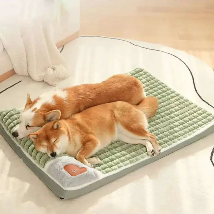 Two brown and white dogs are sleeping side by side on a green pet bed in a room illuminated by natural light, as seen in the photo "12444-437c7b.jpg." A white blanket is draped over furniture in the background.