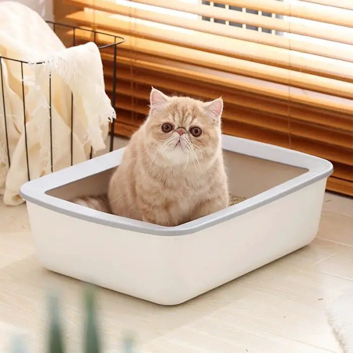 A beige cat lounges in a Cat Litter Box, which is positioned on a light wooden floor near partially closed wooden blinds, as seen in image 12589-f8c8fd.jpg.