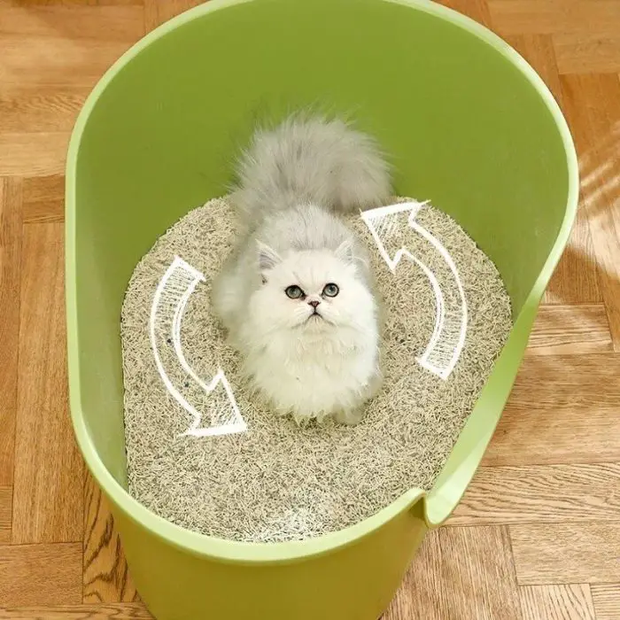 A fluffy white cat stands in a green 12593-d3d8fe.jpg Cat Litter Box with curved arrows drawn around it, possibly indicating motion or direction. The litter box sits on a wooden floor.