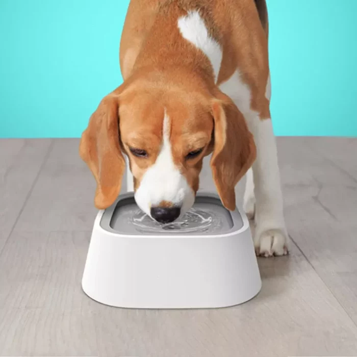 A dog drinks water from a 9558-c7d1dd.webp placed on a wooden floor. The background is turquoise.