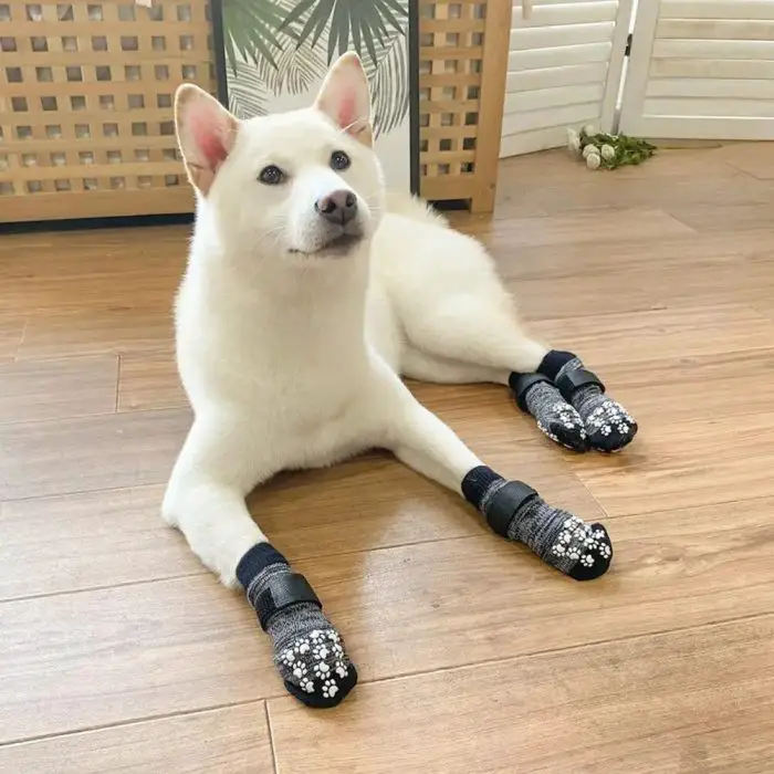 A white dog is lying on a wooden floor while wearing 9767-91a0bf.jpg on all four paws.