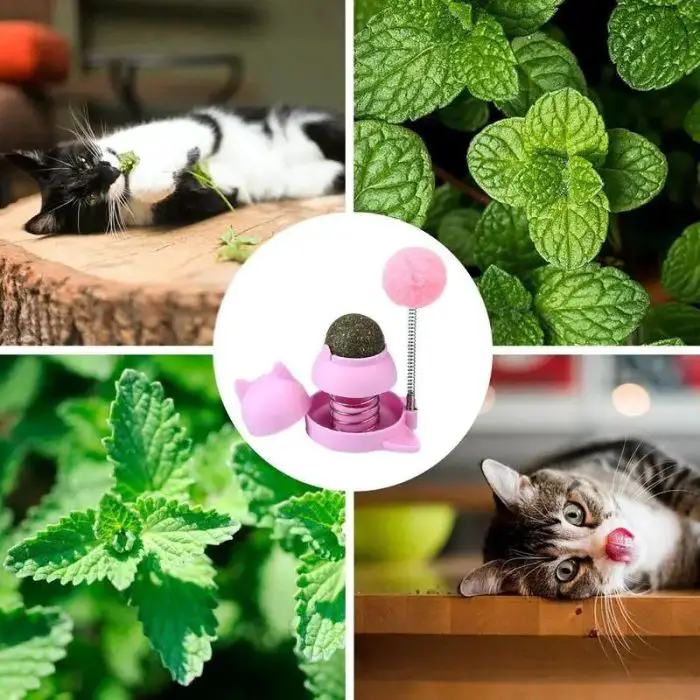 Collage of cats interacting with 9783-905129.jpg, showing cats playing and biting it. Includes images of fresh catnip leaves, a spinning top toy, and an adhesive catnip ball in the center.