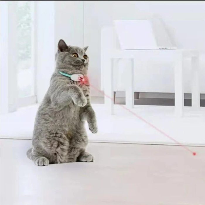 A grey cat with a collar stands on its hind legs indoors, intently watching a red laser dot on the floor in front of it. The 9835-a406b2.jpg keeps it amused for hours.