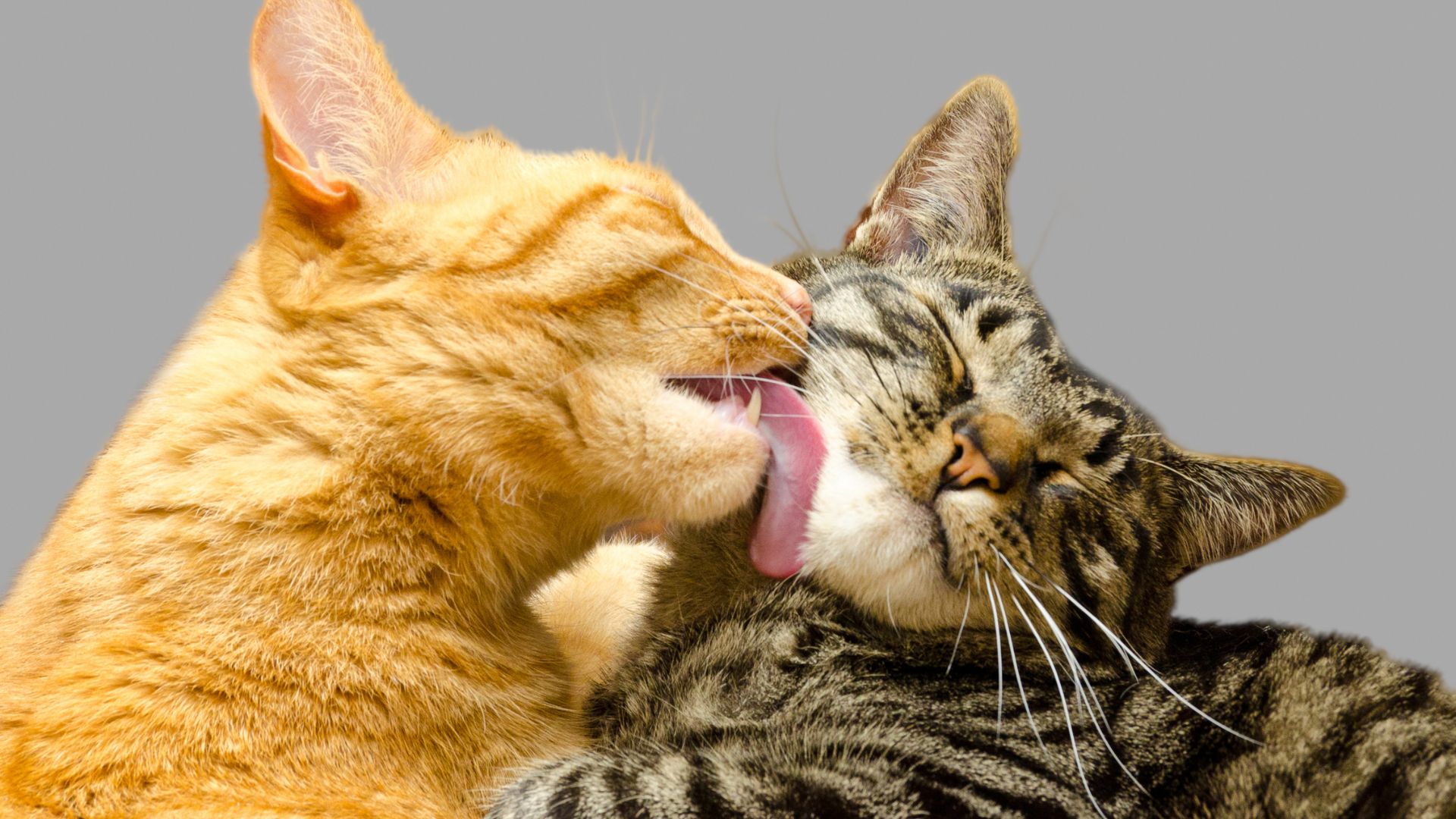 Cats Have Unique Grooming Habits