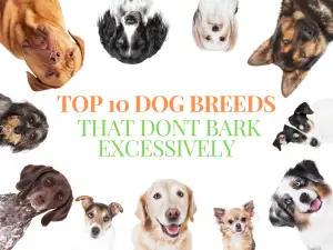 Top 10 Dog Breeds That Don't Bark Excessively