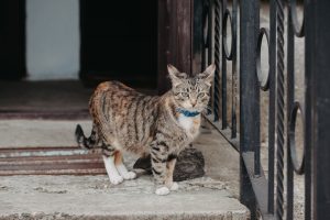 How-To-Cat-Proof-A-Fence-2