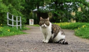 How To Cat Proof Your Garden