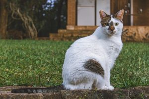 How To Cat Proof Your Yard