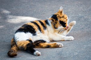 How To Make Homemade Cat Repellent