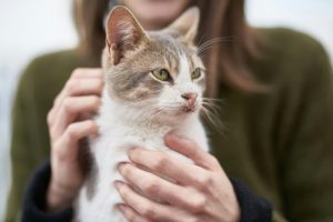 How To Pamper Your Cat