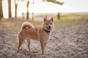 How-To-Potty-Train-An-Adult-Dog