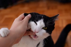 How To Train A Cat Not To Bite