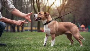 How To Train A Dog To Not Be Aggressive