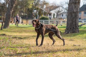 How To Train Adult Dog To Walk On Leash