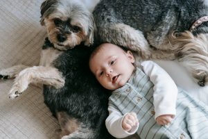 How To Train Dog For New Baby