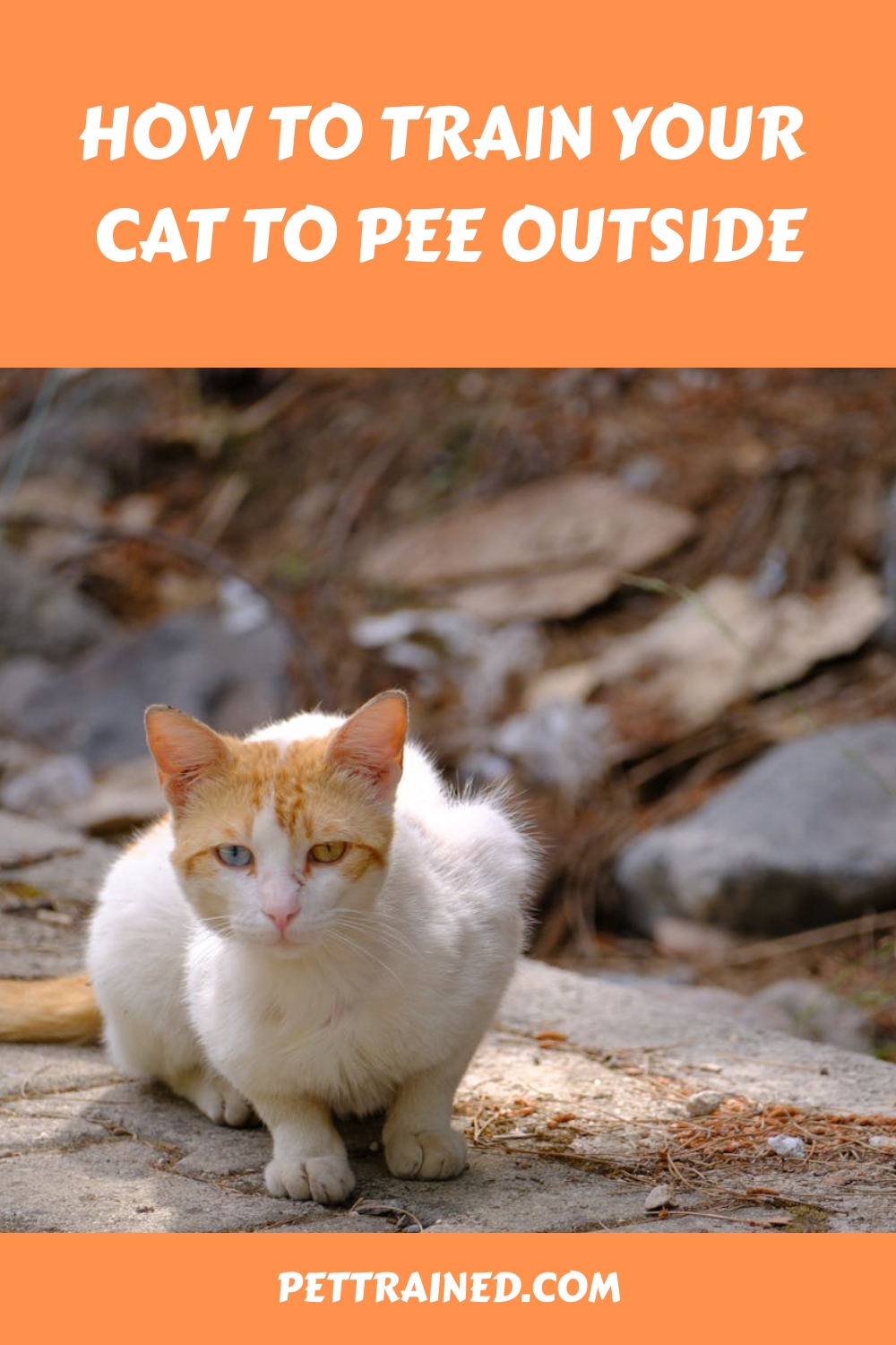 How To Train Your Cat To Pee Outside