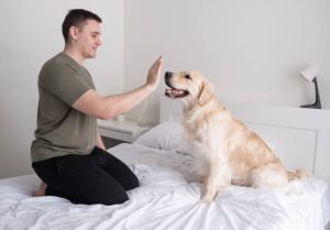 How To Train Your Dog Basic Commands