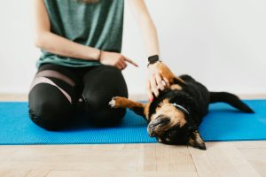 How To Train Your Dog To Calm Down