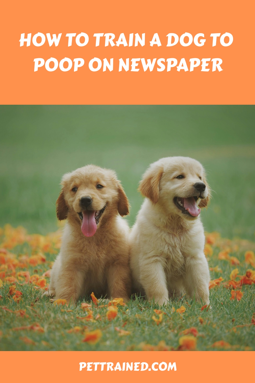How to Train A Dog to Poop on Newspaper