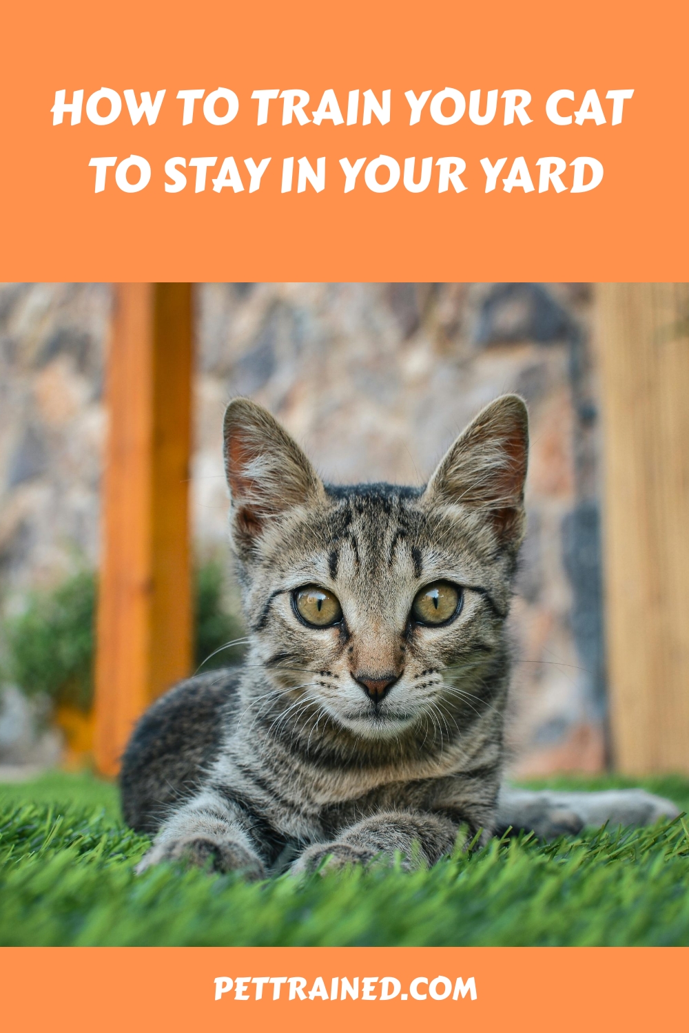 How to Train Your Cat to Stay in Your Yard
