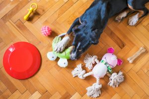 How-to-Train-Your-Dog-to-Put-Away-Toys-neccessary-toys-1