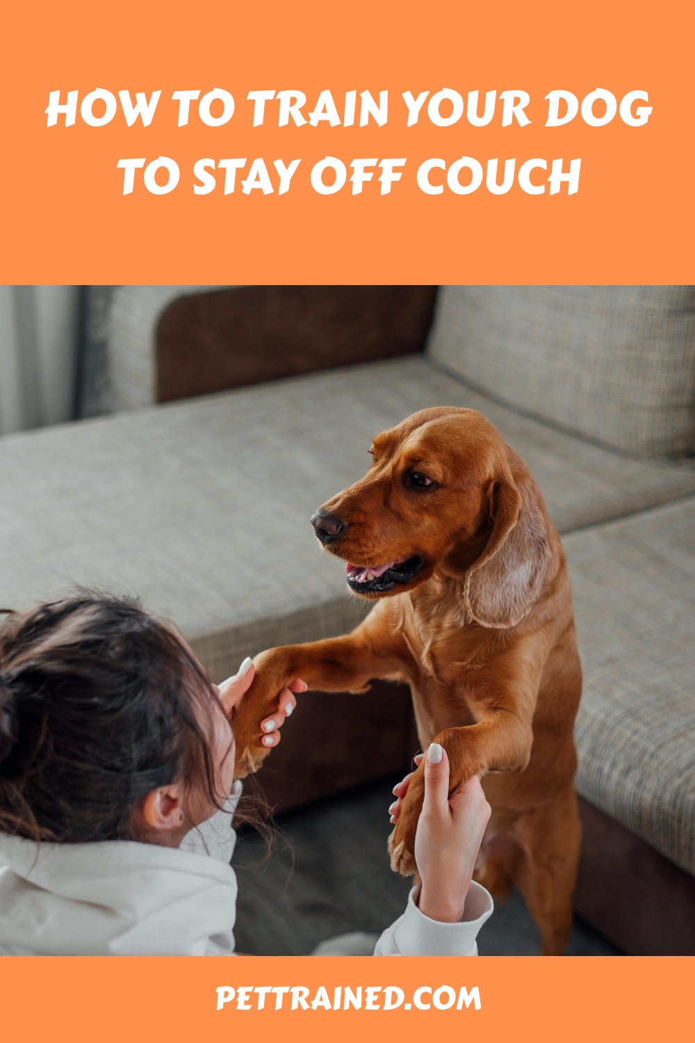 How to Train Your Dog to Stay off Couch