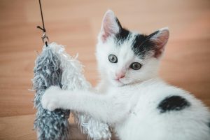 How to Train a Cat to Play Fetch