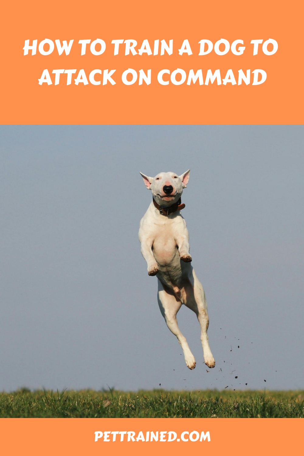How to Train a Dog to Attack on Command