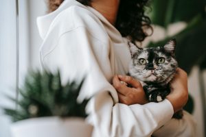 How to Train an Emotional Support Cat