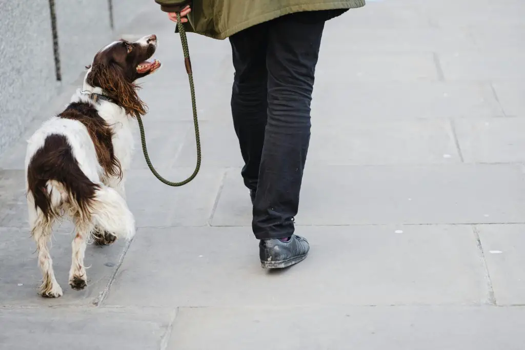 Ways to Make Your Dog's Walks More Exciting