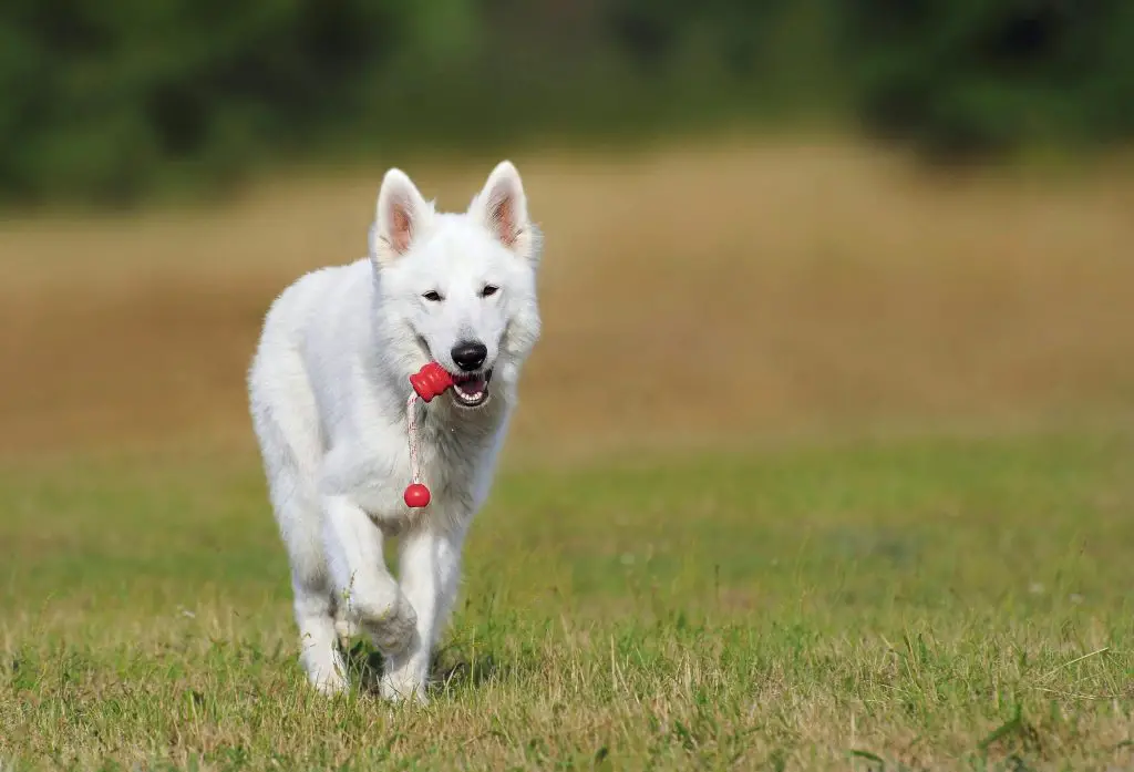 Hiking and Fetch Sessions