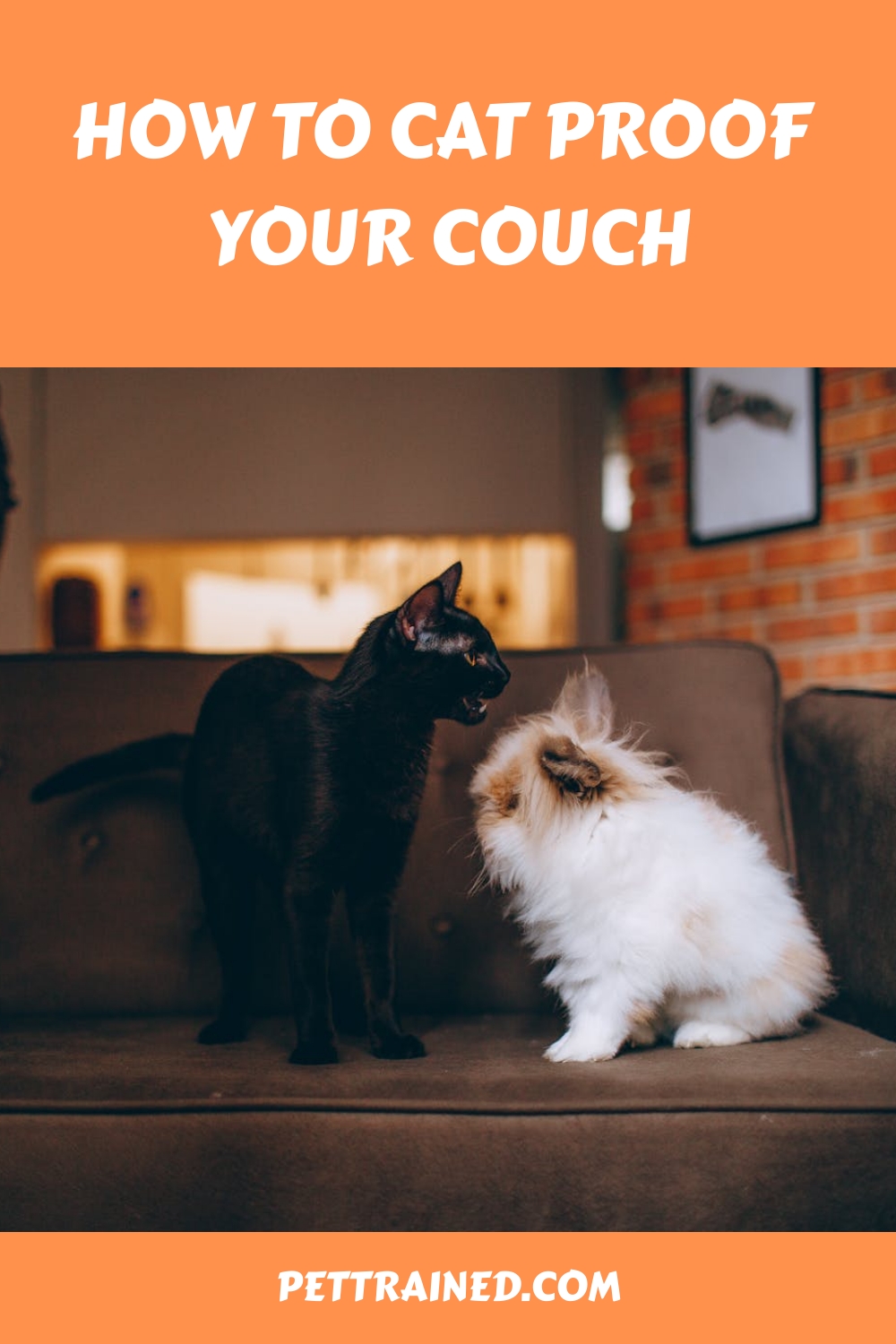 How To Cat Proof Your Couch