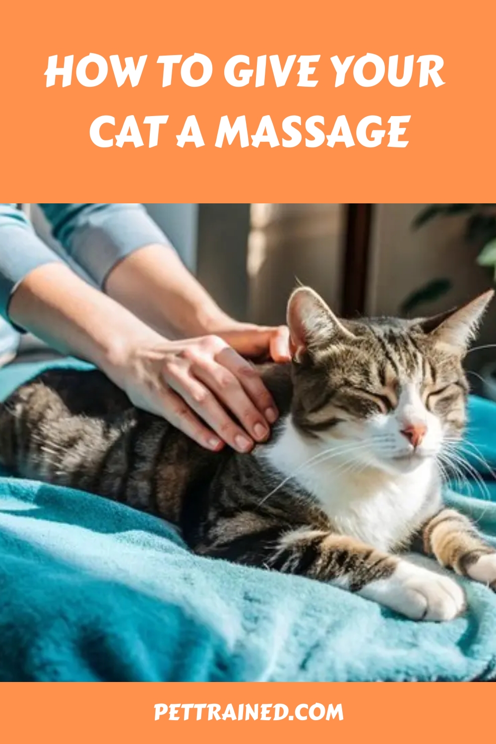 How To Give Your Cat A Massage